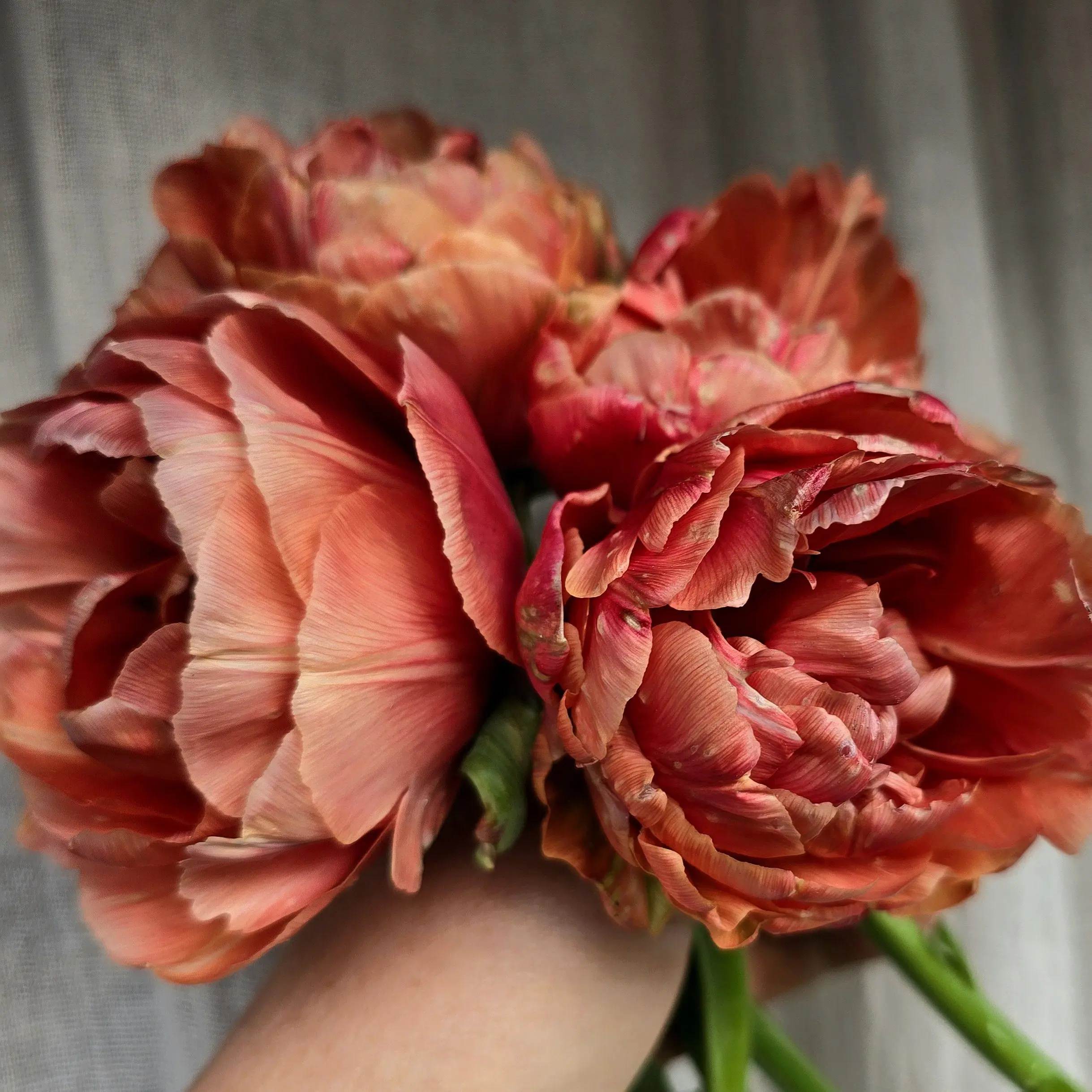 Tulipan Copper Image - obrazek 3