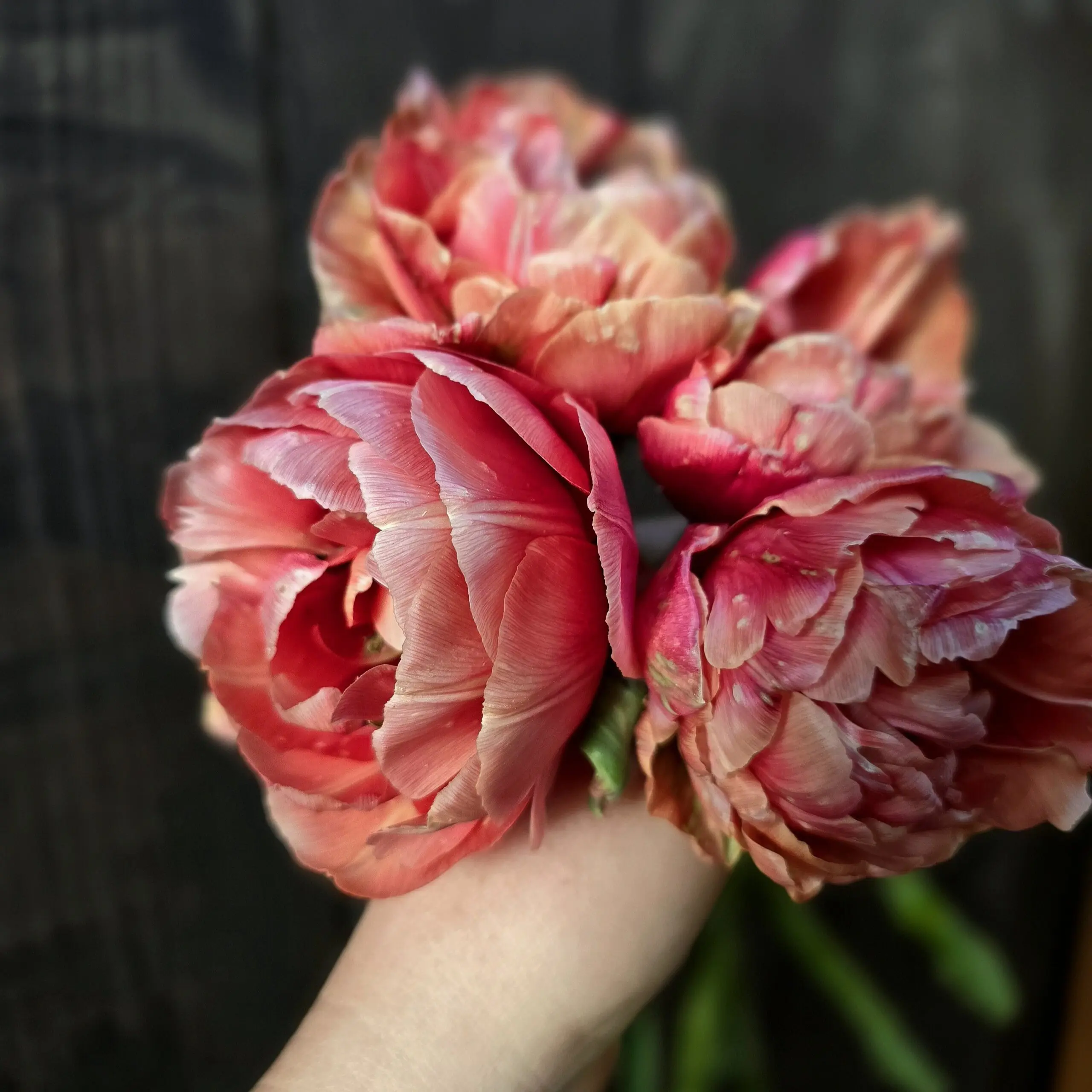 Tulipan Copper Image - obrazek 2