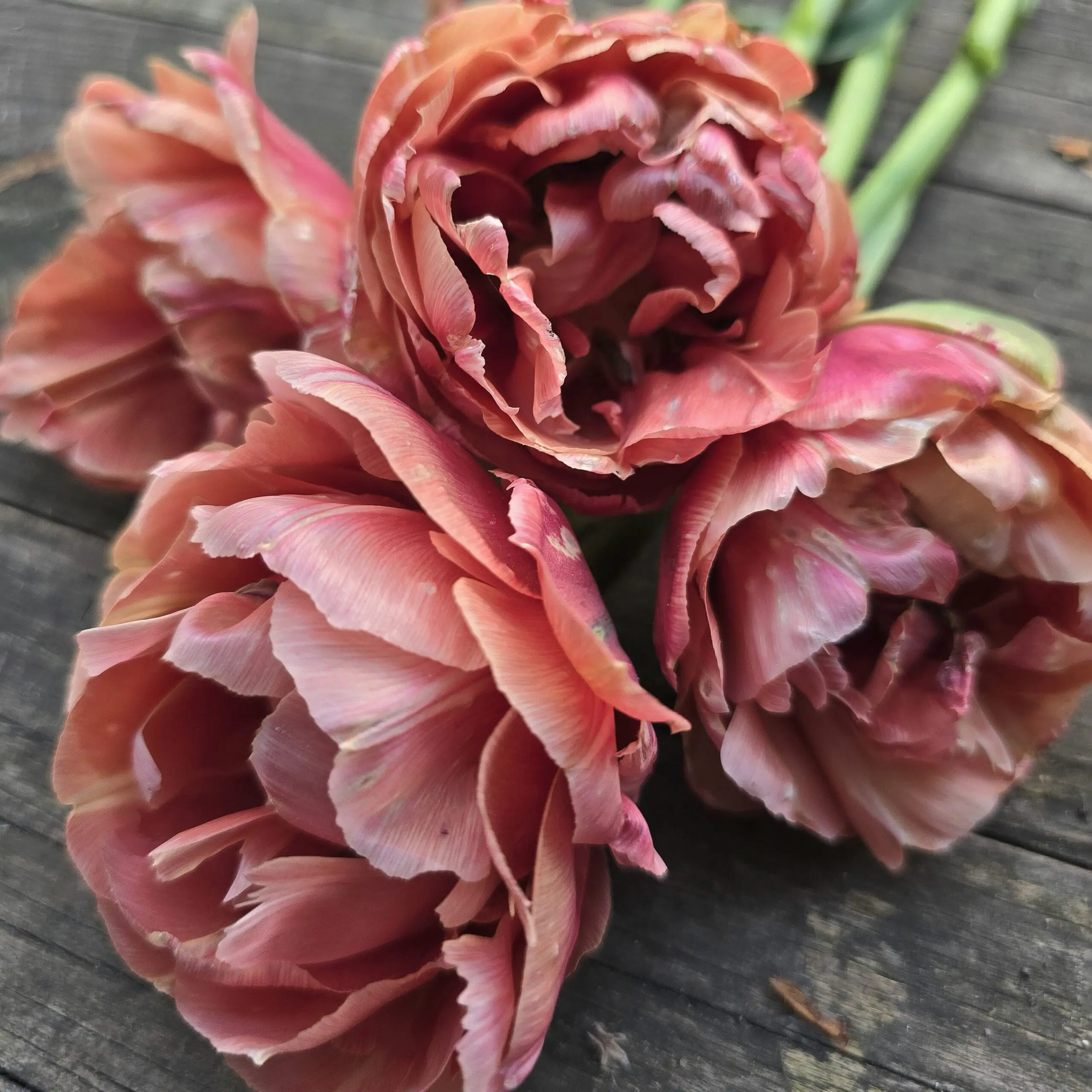 Tulipan Copper Image