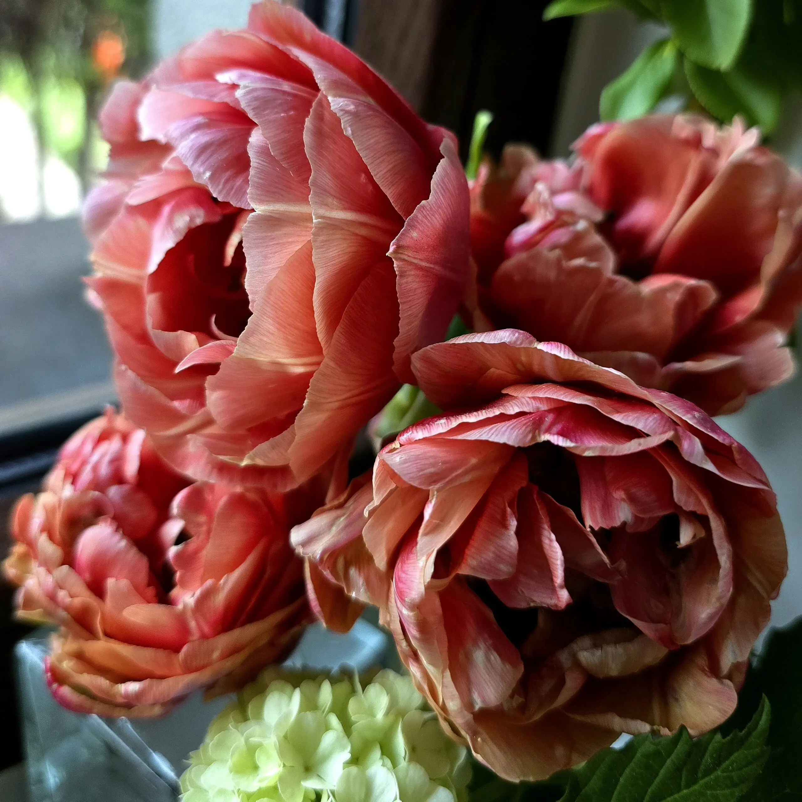 Tulipan Copper Image - obrazek 4