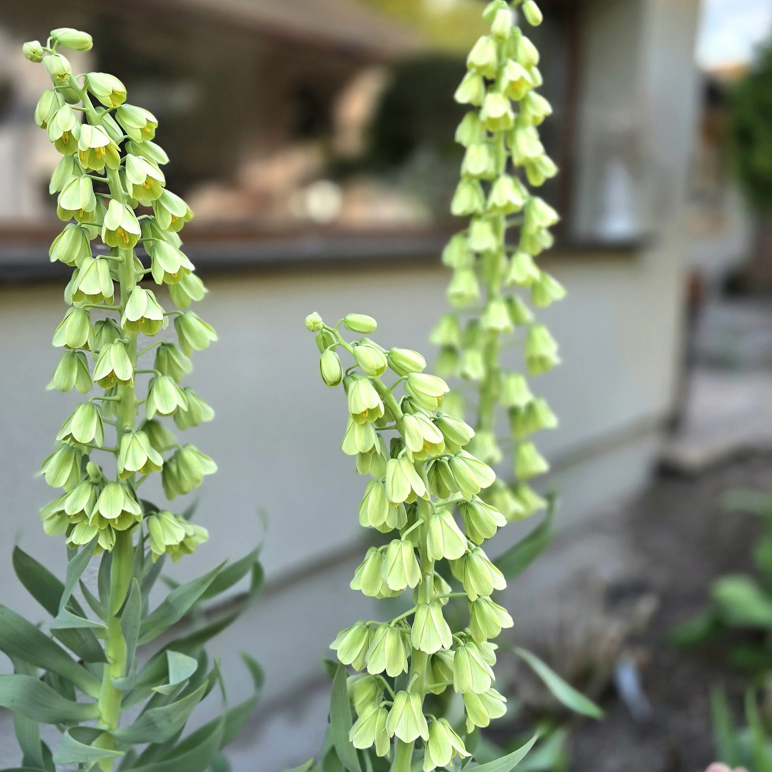 Szachownica perska Alba White - obrazek 4