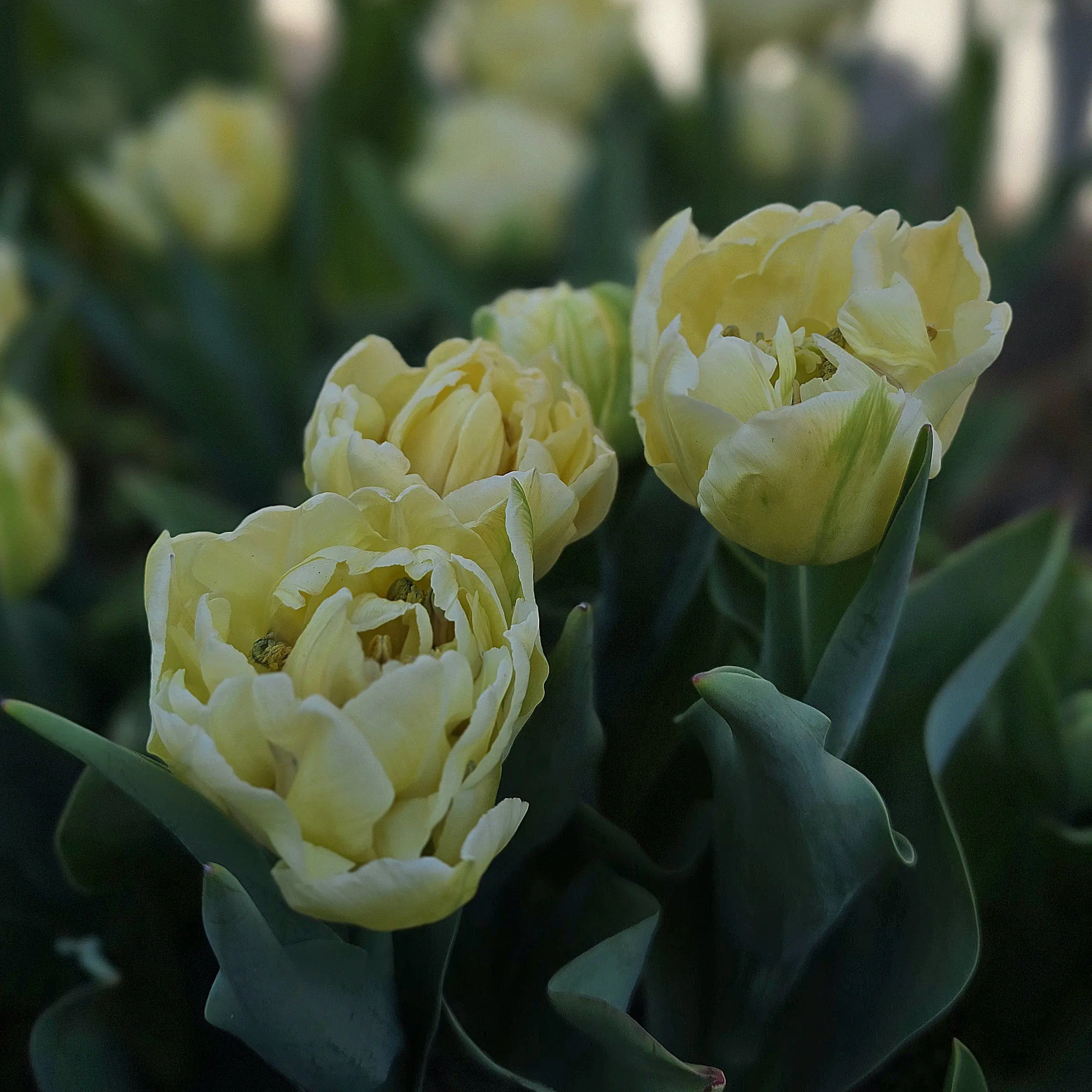 Tulipan Avant Garde - obrazek 5