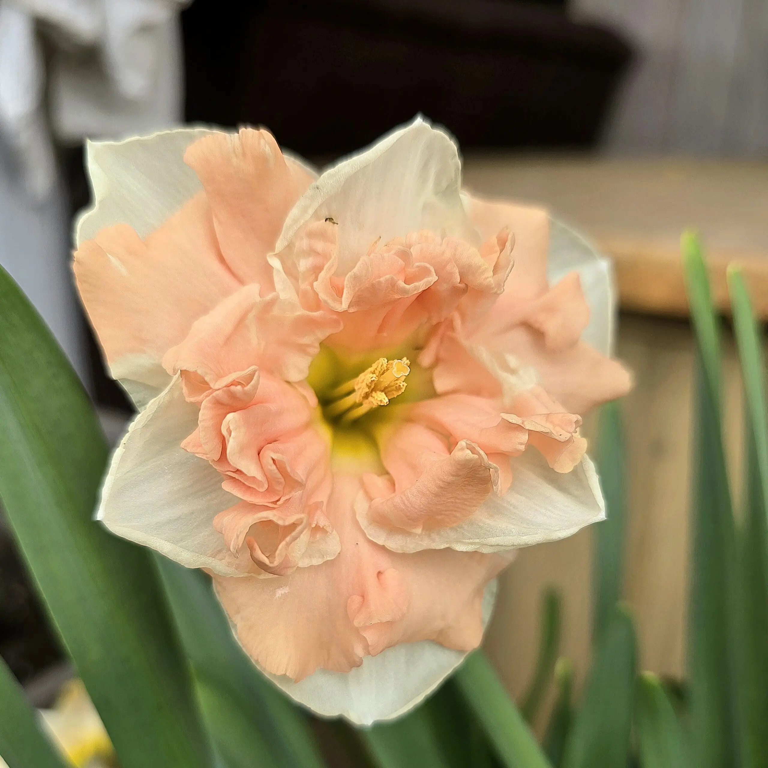 Narcyz Apricot Whrill - obrazek 3