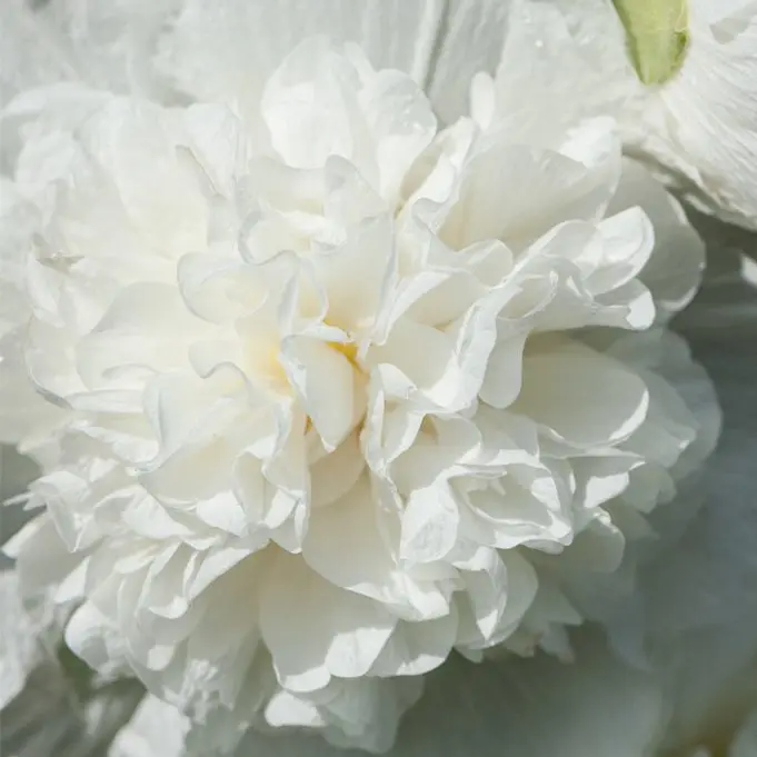 Malwa pełna Chater’s White (Holland Flowers) - obrazek 2