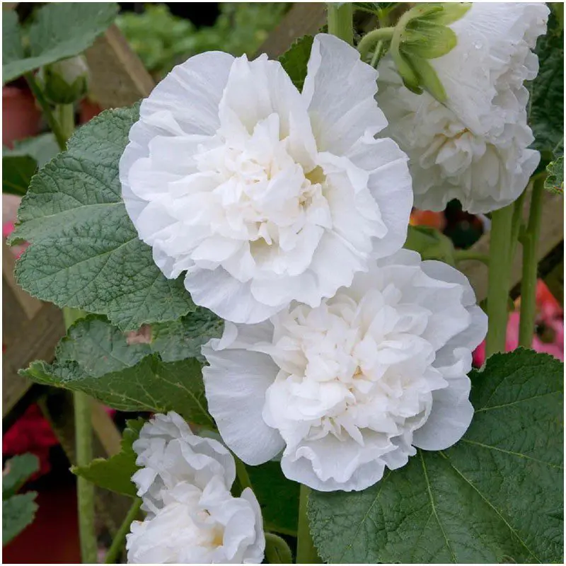 Malwa pełna Chater’s White (Holland Flowers)