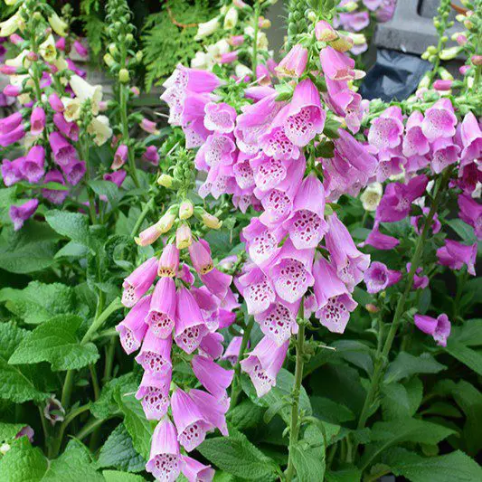 Naparstnica Dalmatian Rose (Holland Flowers) - obrazek 4