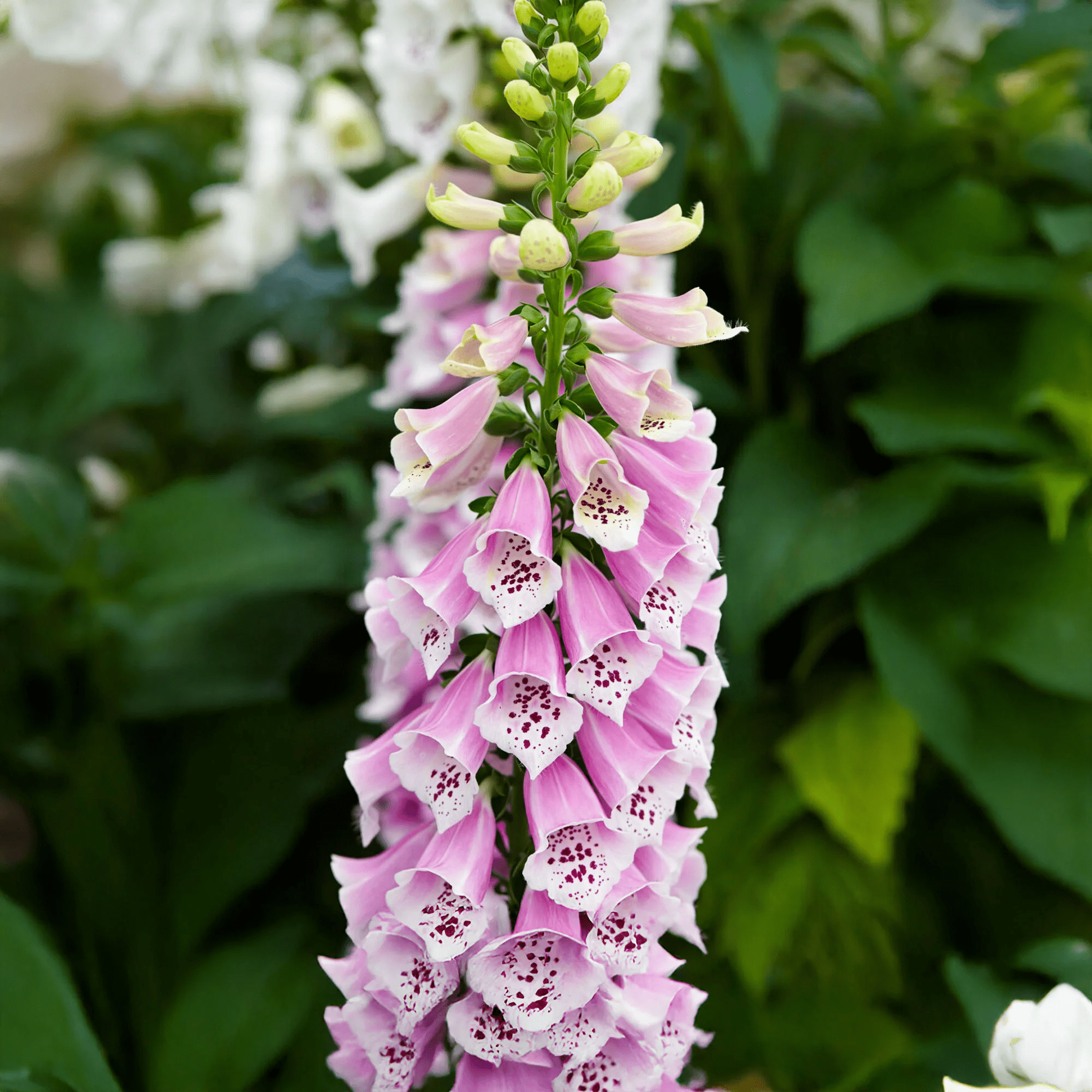 Naparstnica Dalmatian Rose (Holland Flowers) - obrazek 2