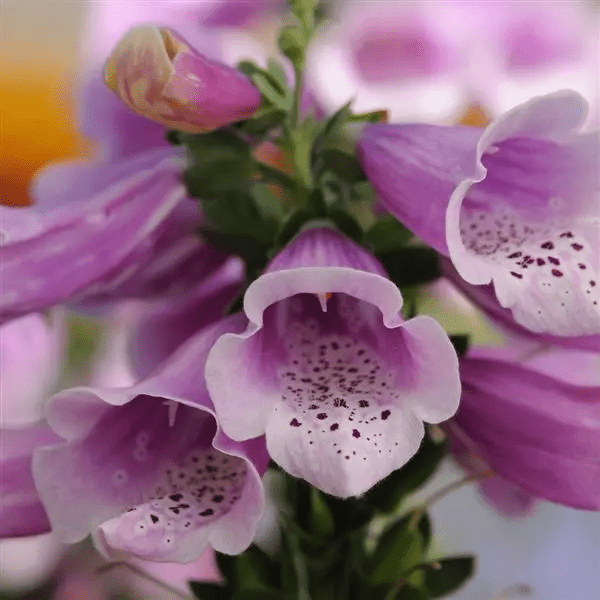 Naparstnica Dalmatian Rose (Holland Flowers) - obrazek 3