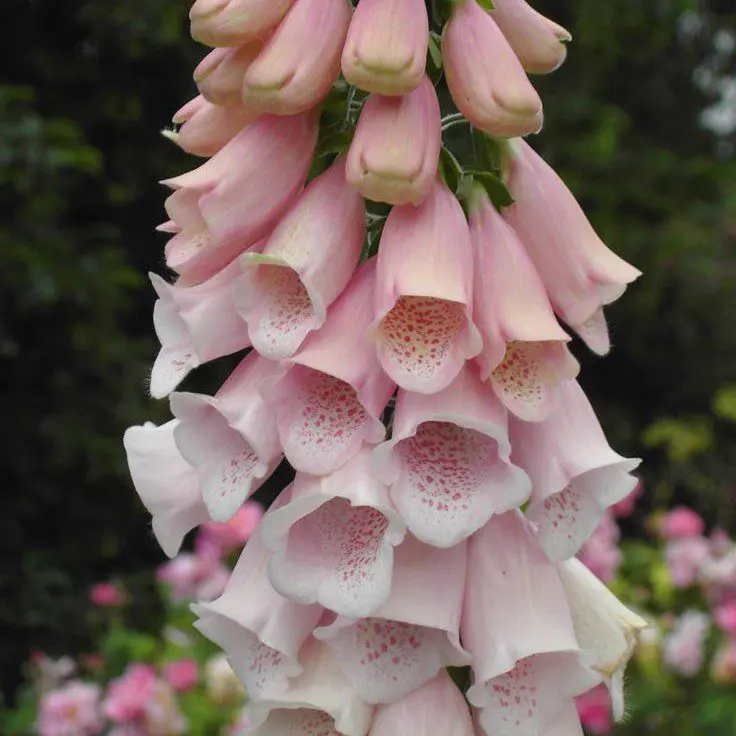 Naparstnica Dottie Peach (Holland Flowers)