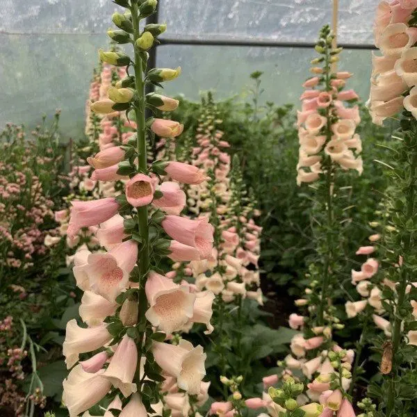 Naparstnica Dottie Peach (Holland Flowers) - obrazek 3