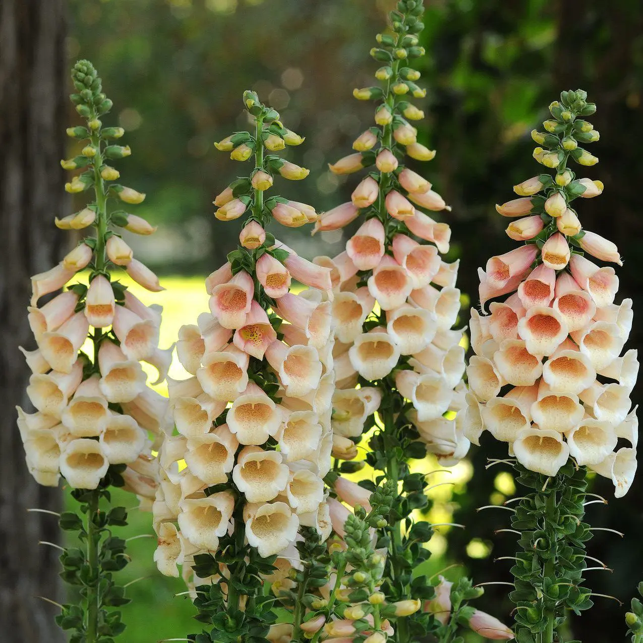 Naparstnica Dalmatian Peach (Holland Flowers) - obrazek 2