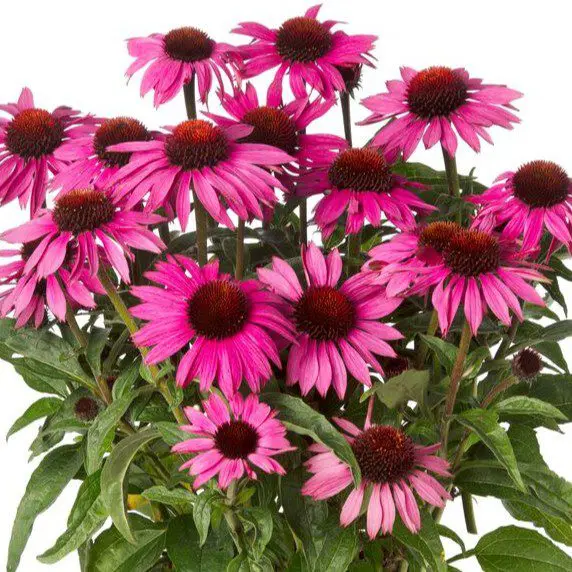 Jeżówka Prairie Splendor Compact Dark Rose (Holland Flowers) - obrazek 2