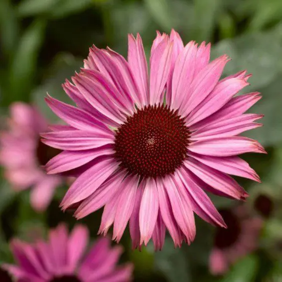 Jeżówka Prairie Splendor Compact Dark Rose (Holland Flowers)
