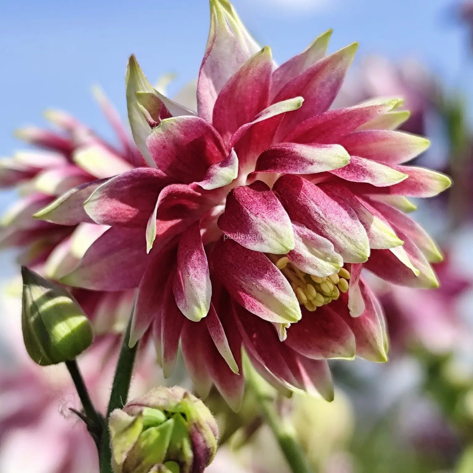 Orlik Nora Barlow (Holland Flowers) - obrazek 4