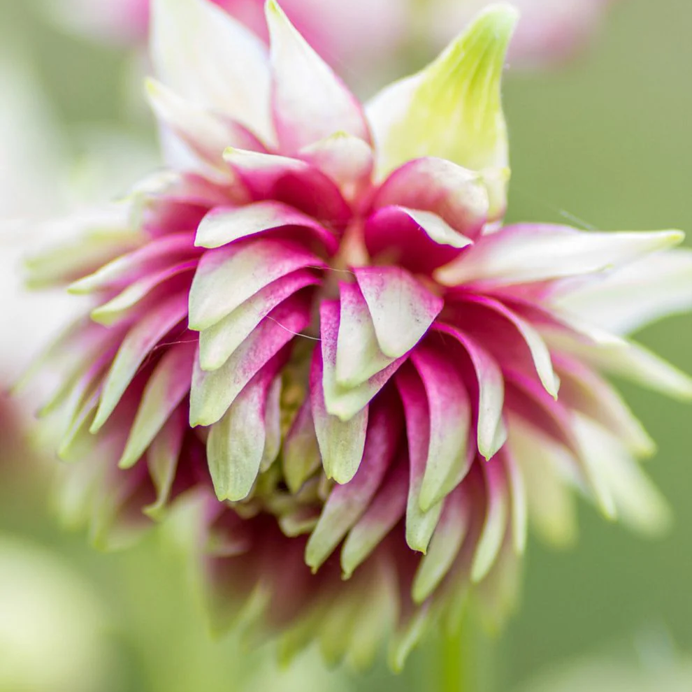 Orlik Nora Barlow (Holland Flowers) - obrazek 3
