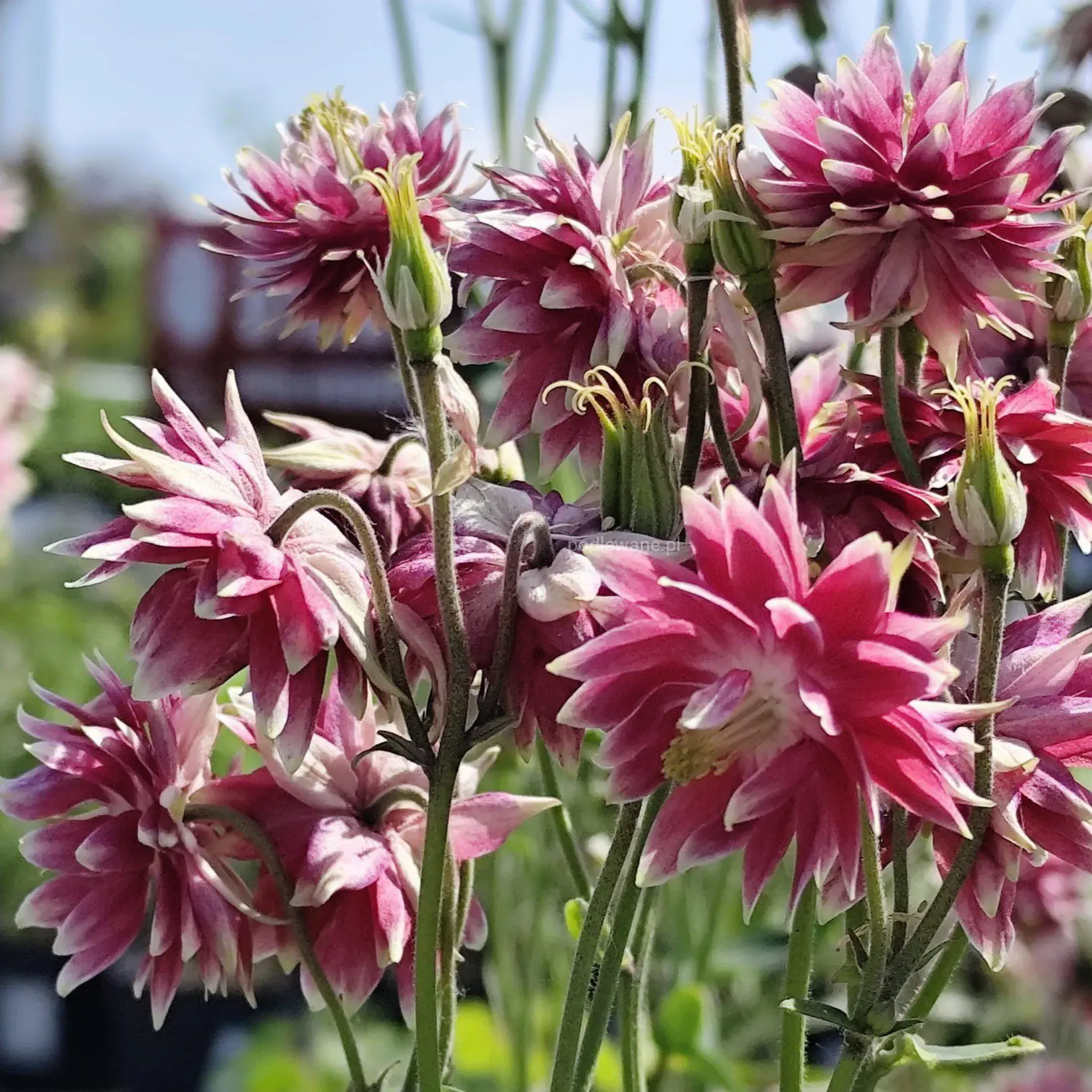Orlik Nora Barlow (Holland Flowers) - obrazek 2