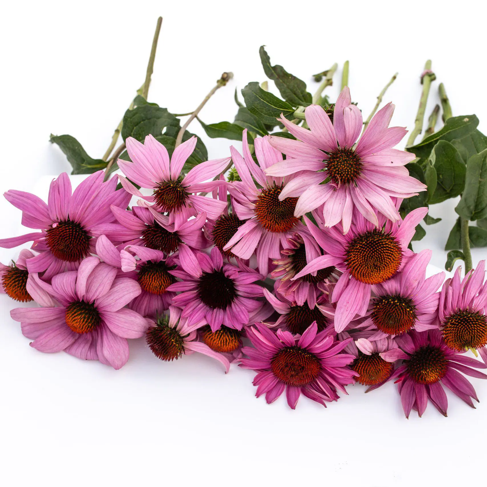 Jeżówka Grandiflora Mangus (Loukykvet)