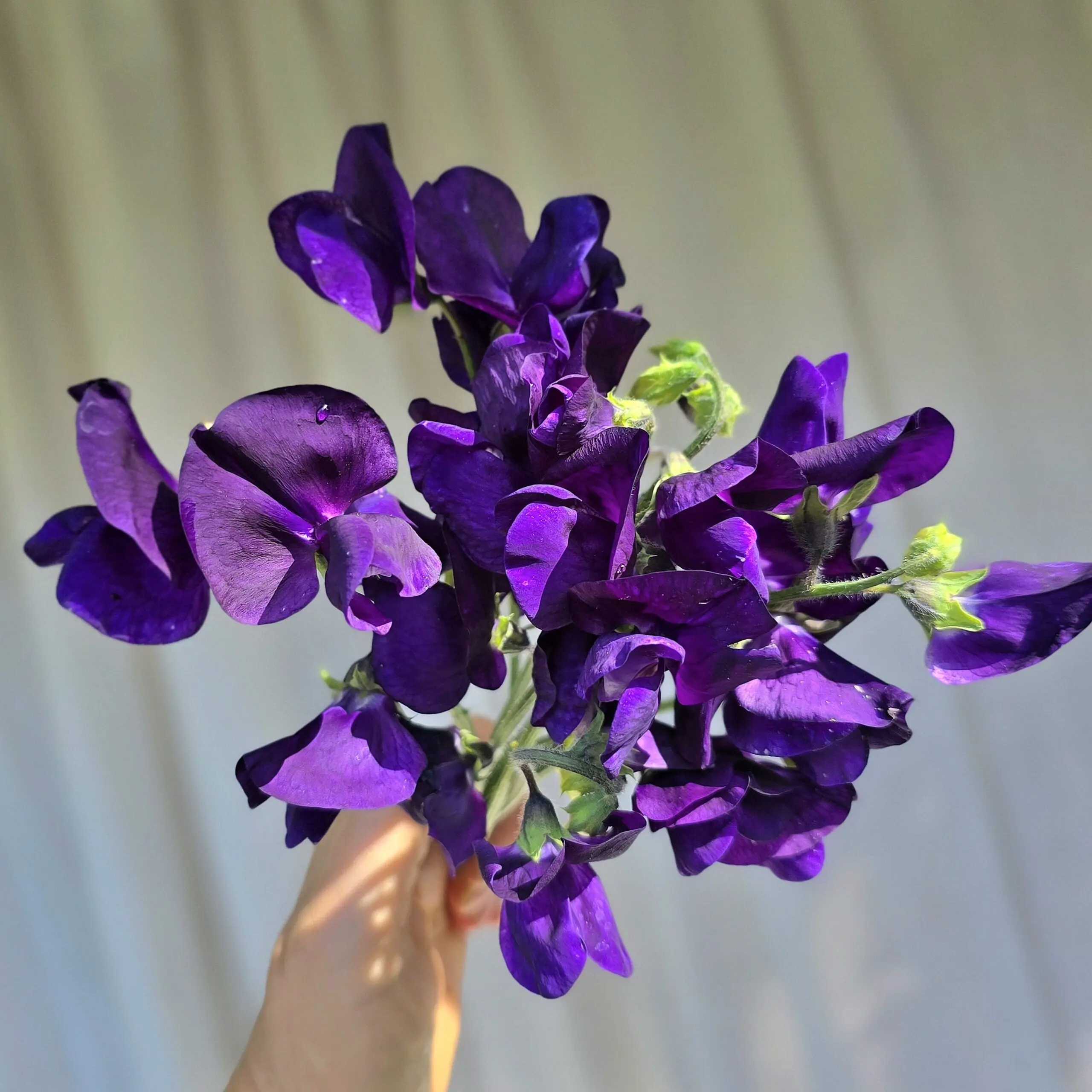 Groszek pachnący Mammoth Navy Blue (Holland Flowers) - obrazek 2