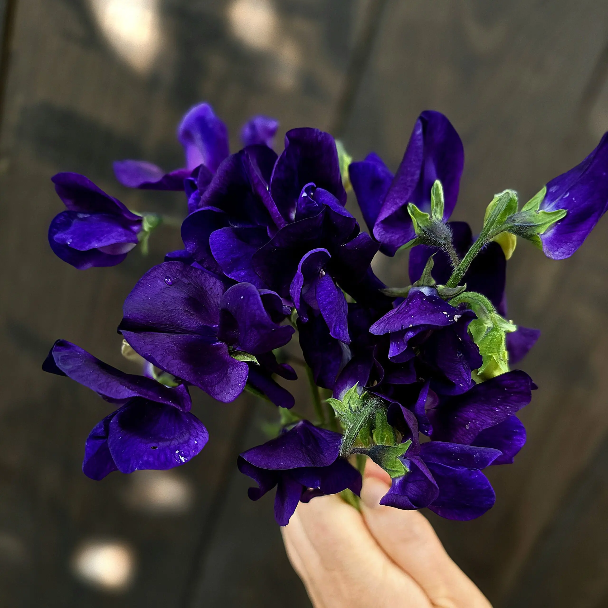 Groszek pachnący Mammoth Navy Blue (Holland Flowers) - obrazek 3