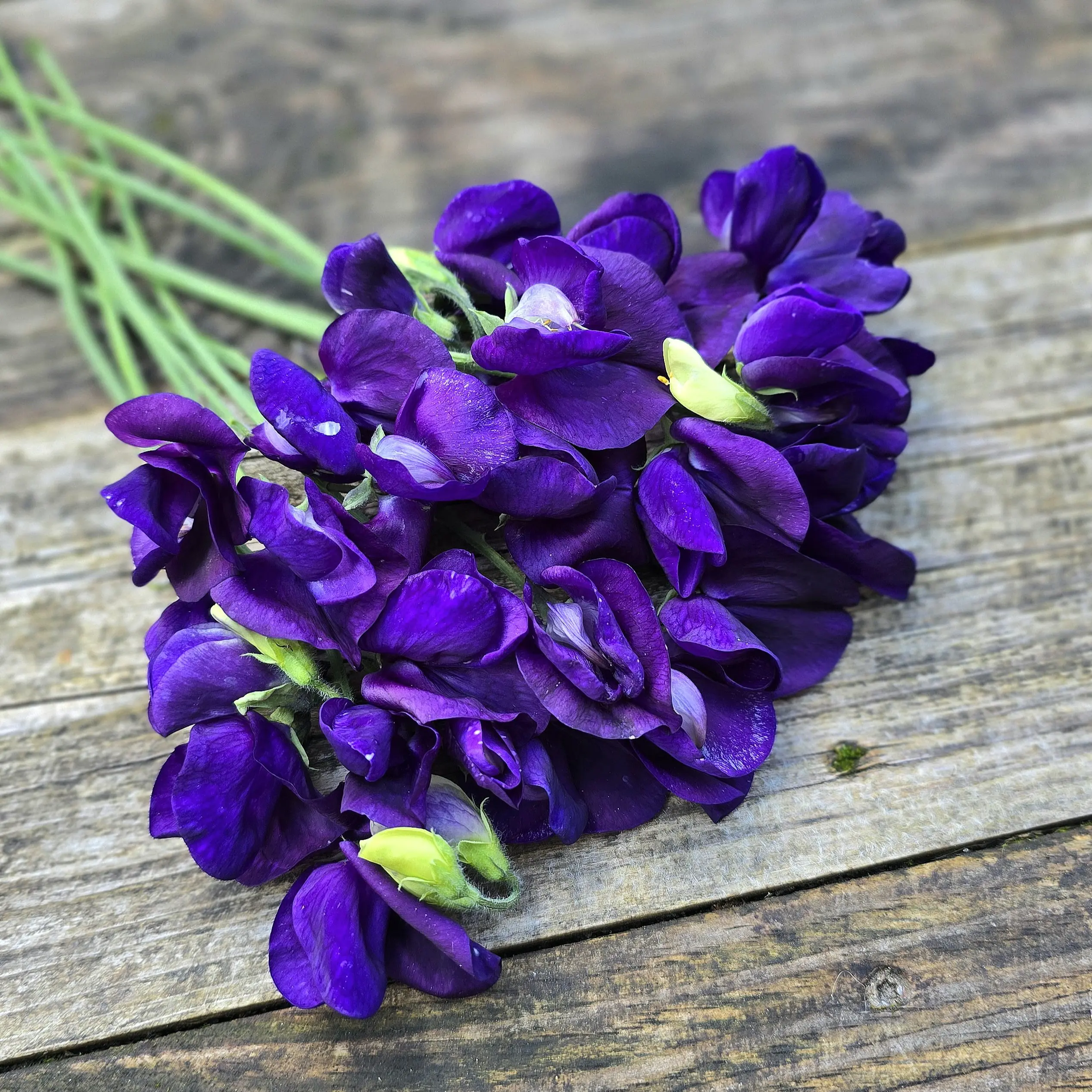 Groszek pachnący Mammoth Navy Blue (Holland Flowers)