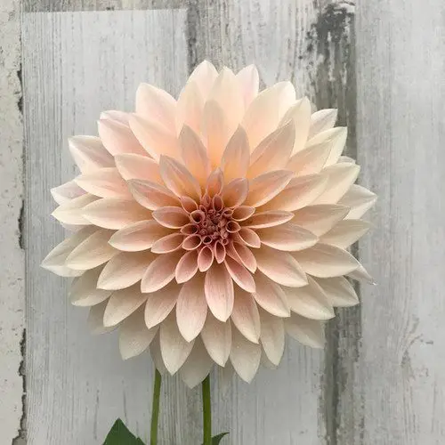 Cafe au Lait Mini - obrazek 2