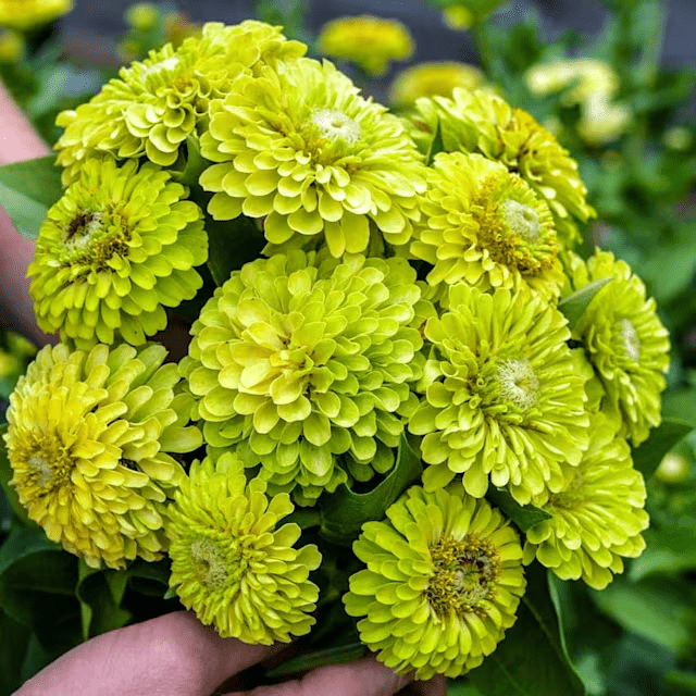 Cynia Queen Lime (Holland Flowers)