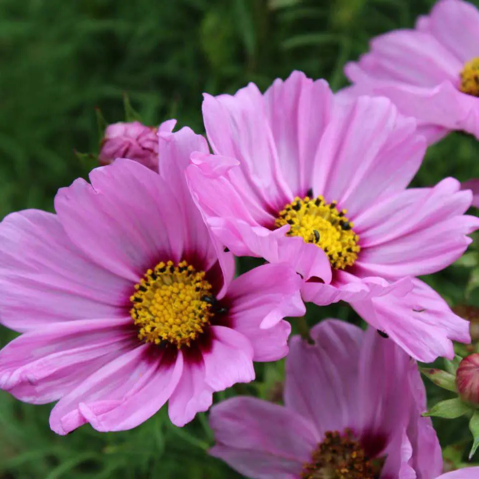 Kosmos Sonata Pink Blush (Holland Flowers)