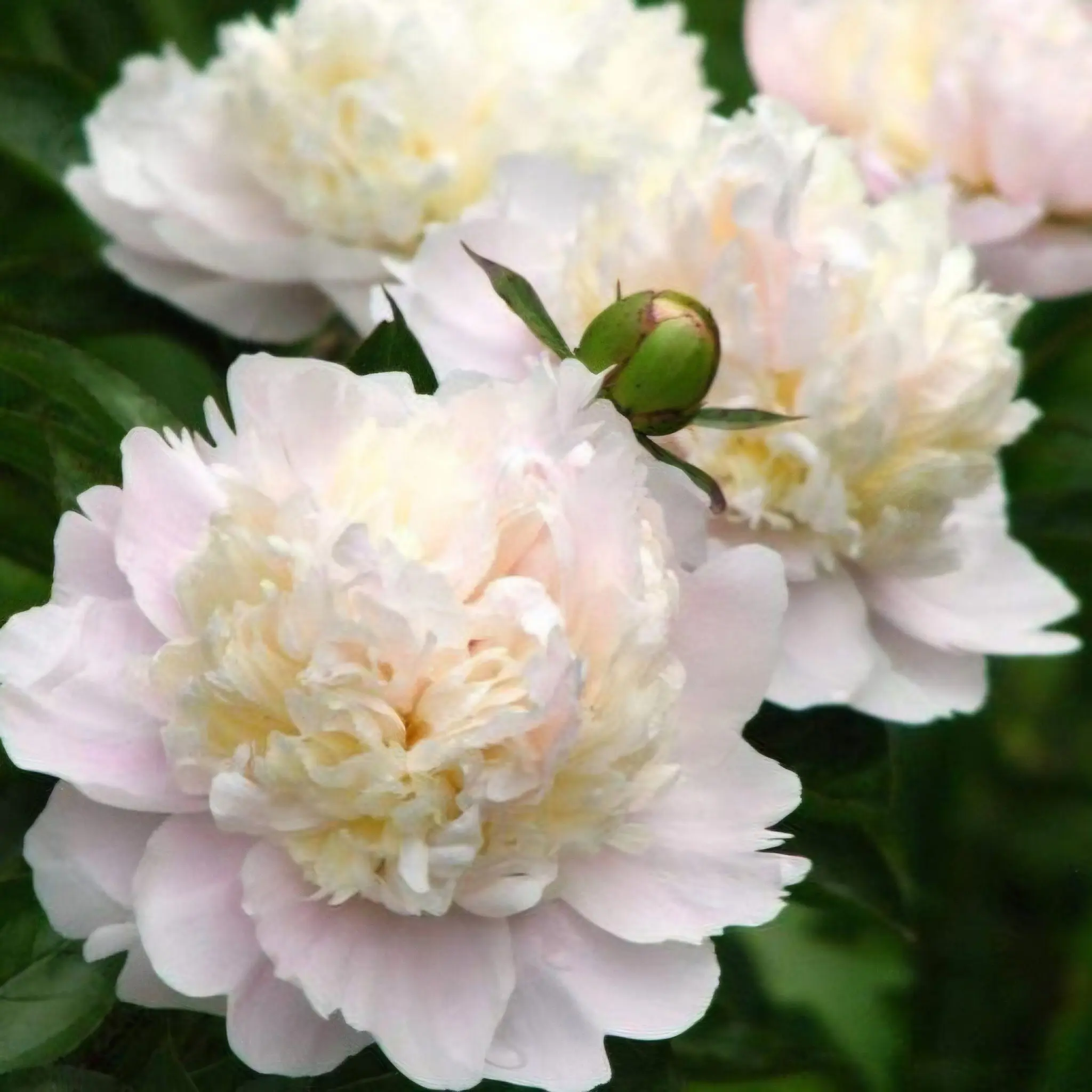 Piwonia Shirley Temple