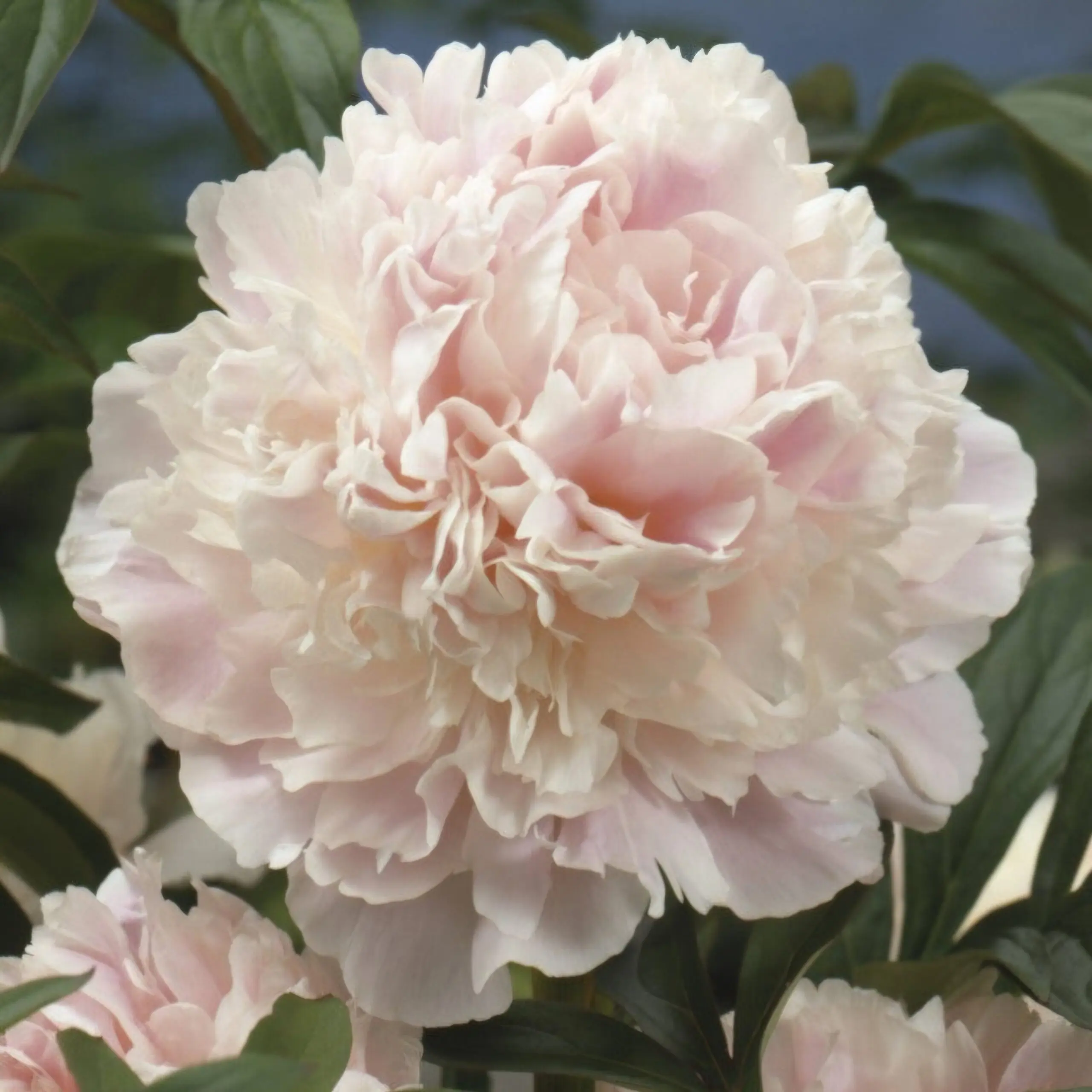 Piwonia Shirley Temple - obrazek 2