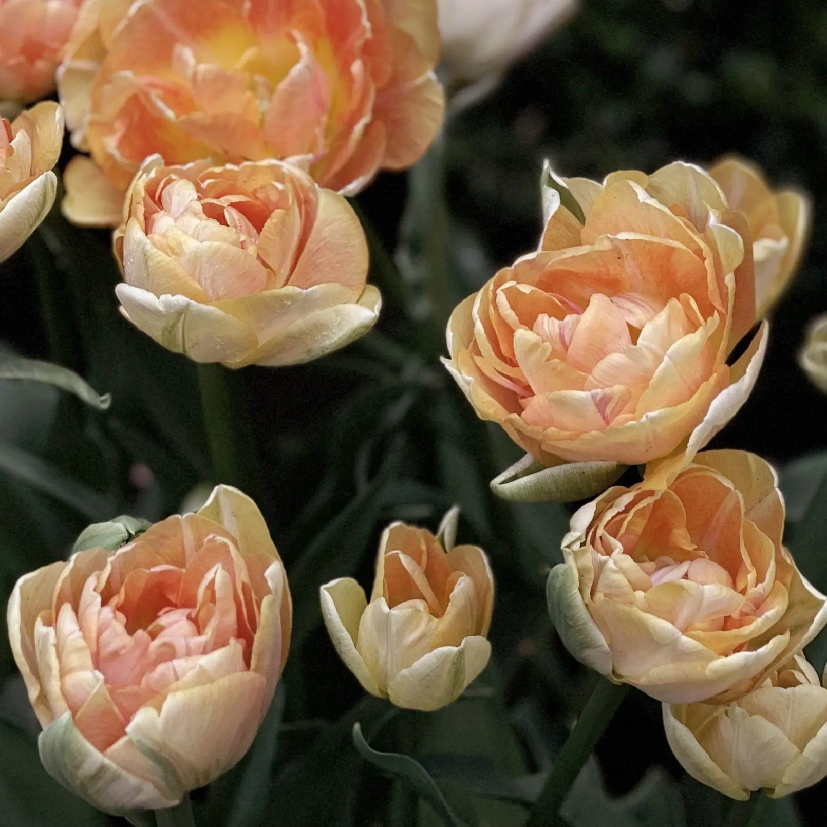 Tulipan Charming Lady - obrazek 4