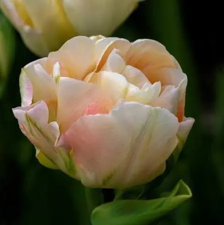 Tulipan Charming Lady - obrazek 3