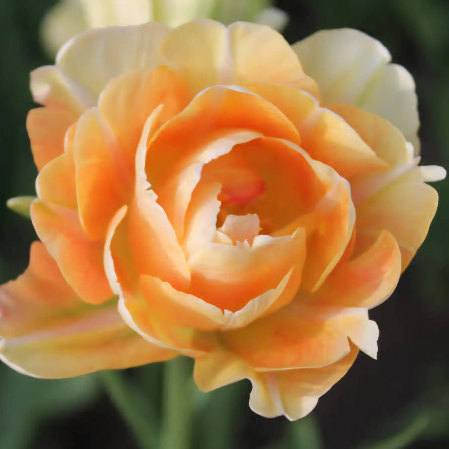 Tulipan Charming Lady - obrazek 5