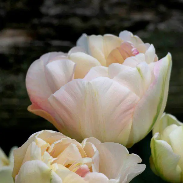 Tulipan Charming Lady - obrazek 6