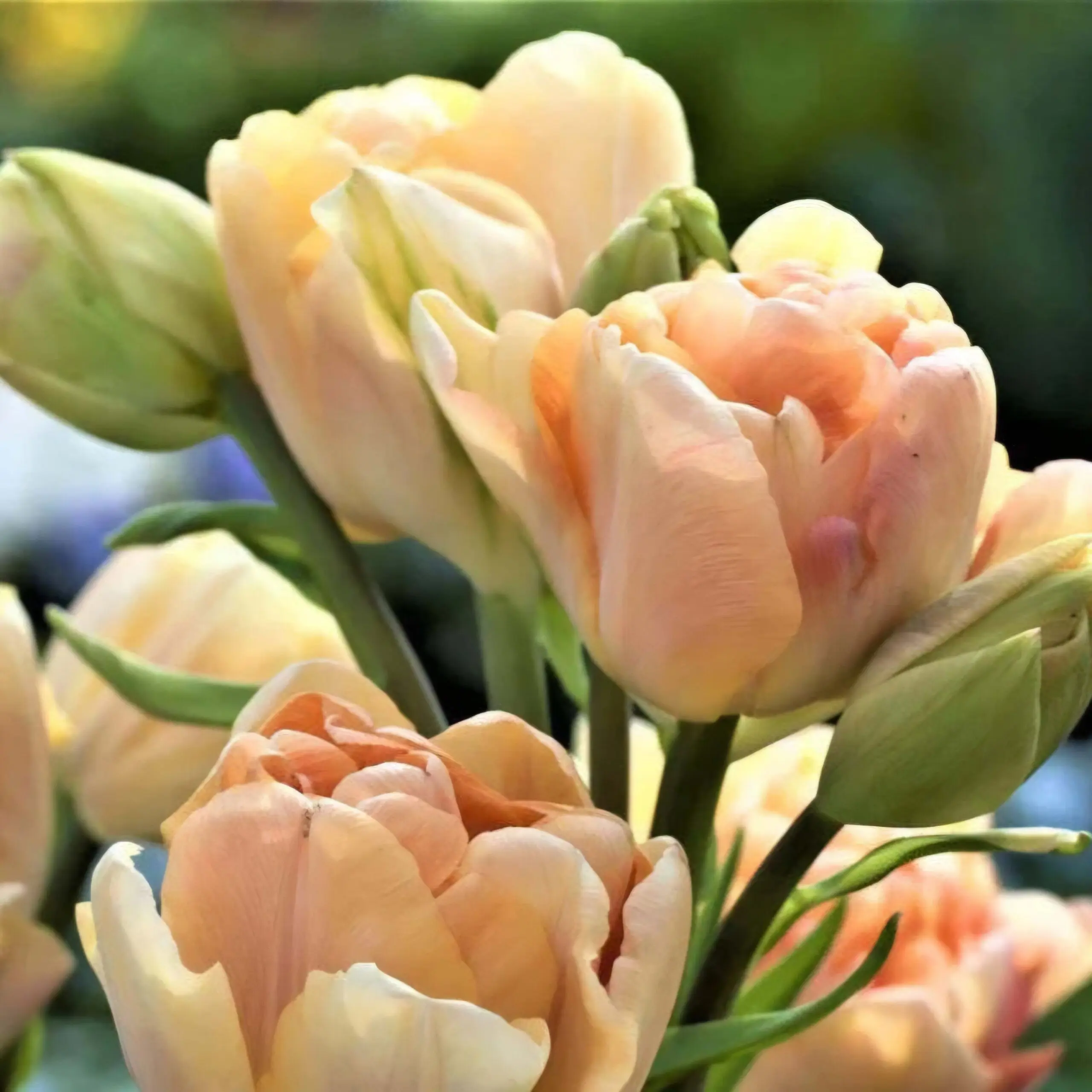 Tulipan Charming Lady - obrazek 2