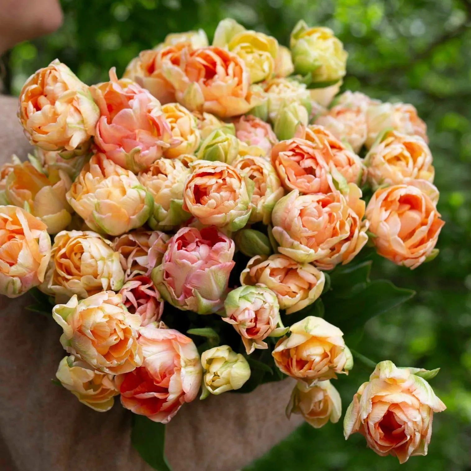 Tulipan Charming Lady