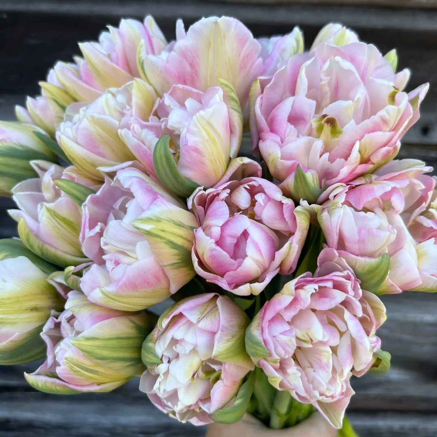 Tulipan Finola