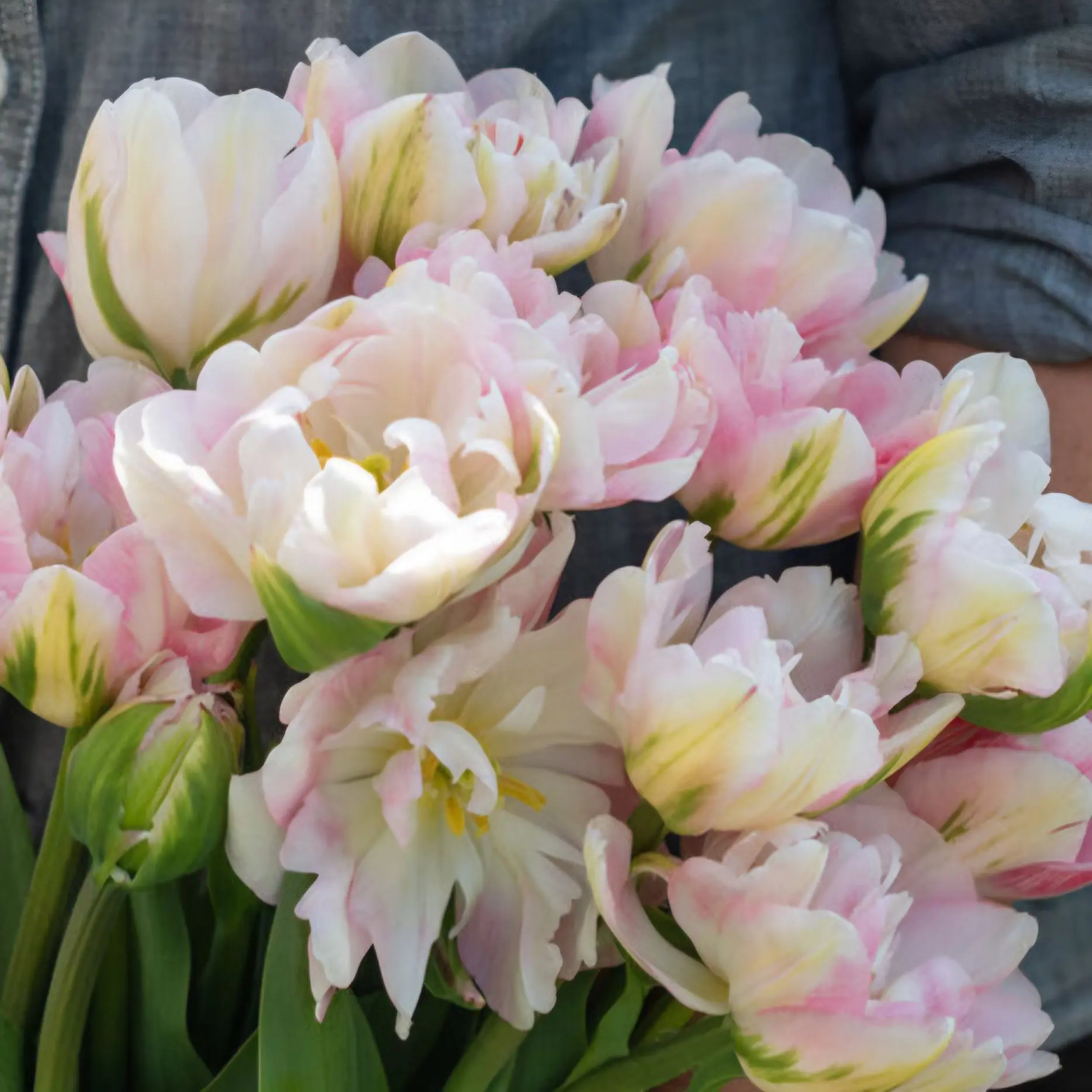 Tulipan Finola - obrazek 3