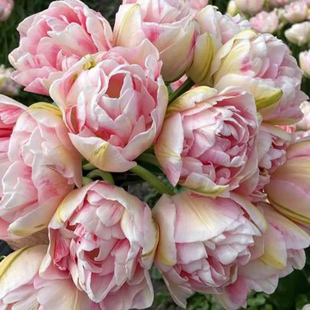 Tulipan Finola - obrazek 4