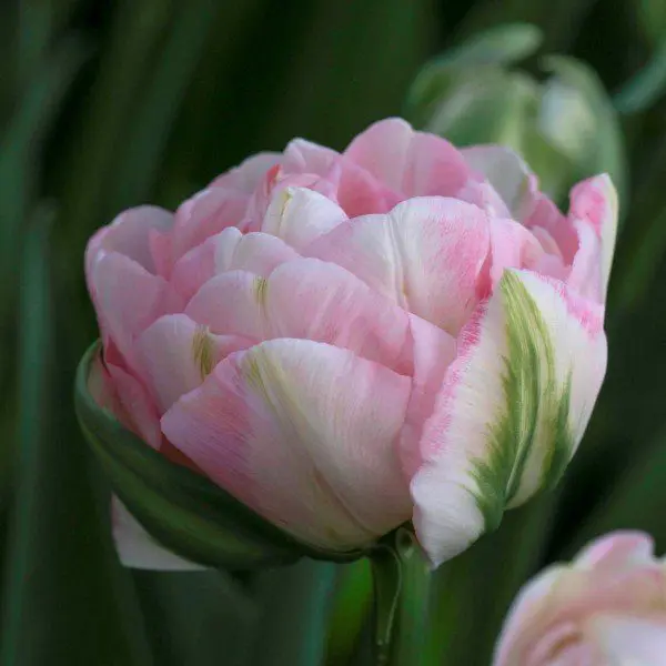Tulipan Finola - obrazek 2