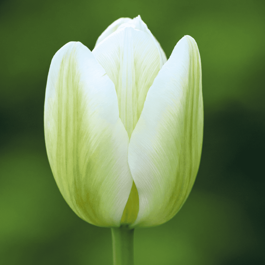 Tulipan Green Spirit - obrazek 4
