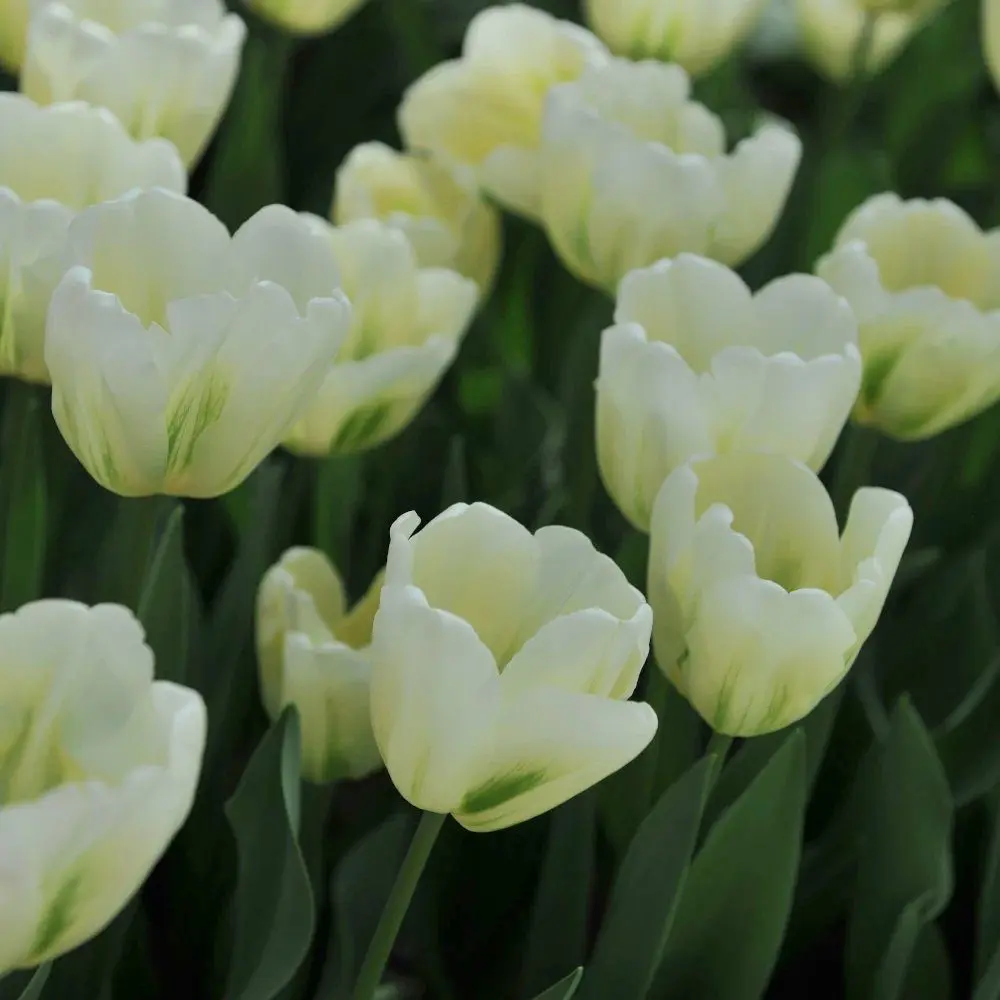 Tulipan Green Spirit - obrazek 2