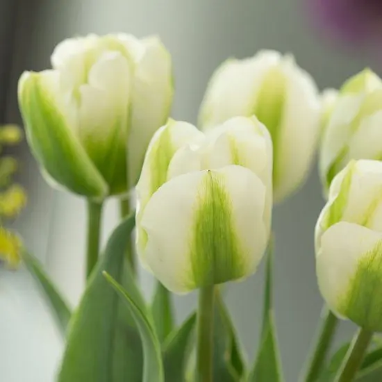 Tulipan Green Spirit