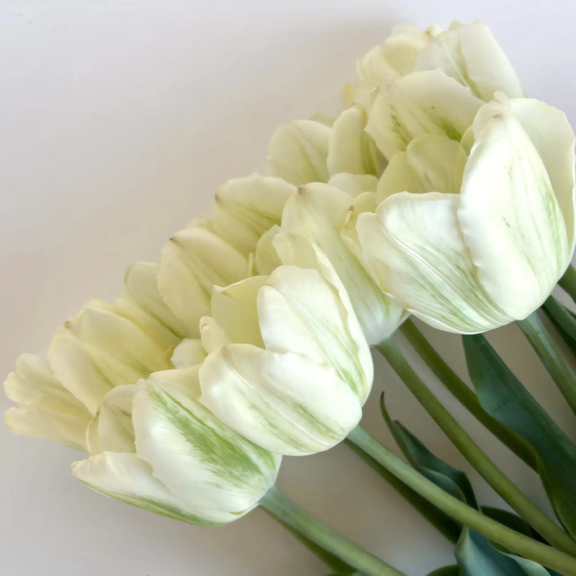 Tulipan Green Spirit - obrazek 3