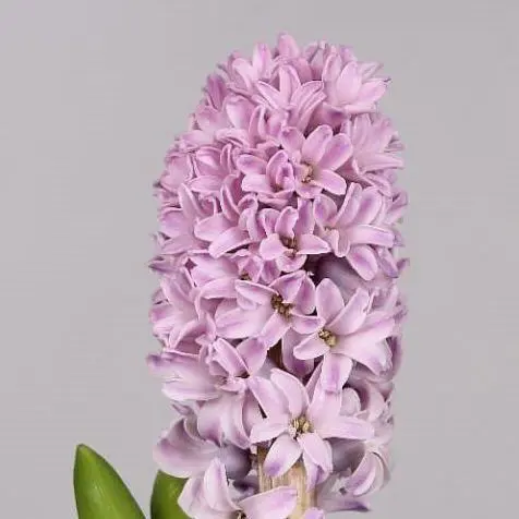 Hiacynt Splendid Cornelia - 5 szt - obrazek 3