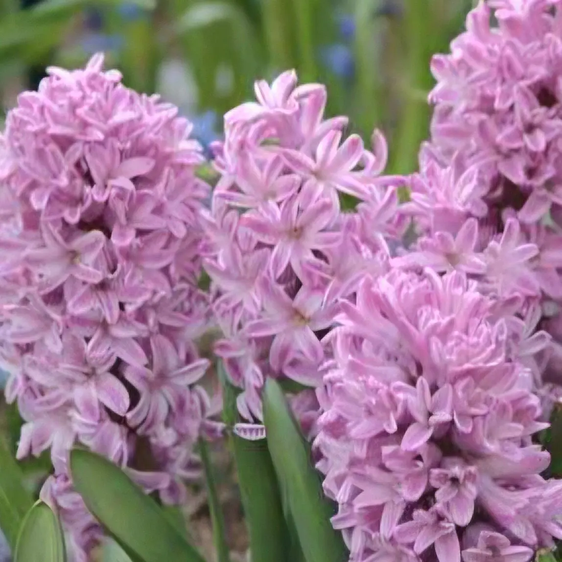 Hiacynt Splendid Cornelia - 5 szt
