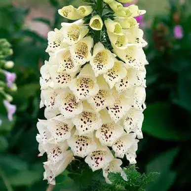 Naparstnica Dottie Cream (Holland Flowers) - obrazek 2