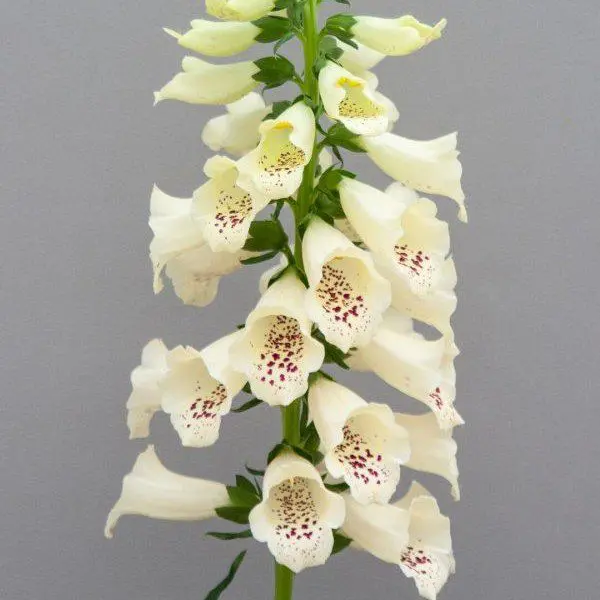 Naparstnica Dottie Cream (Holland Flowers) - obrazek 3