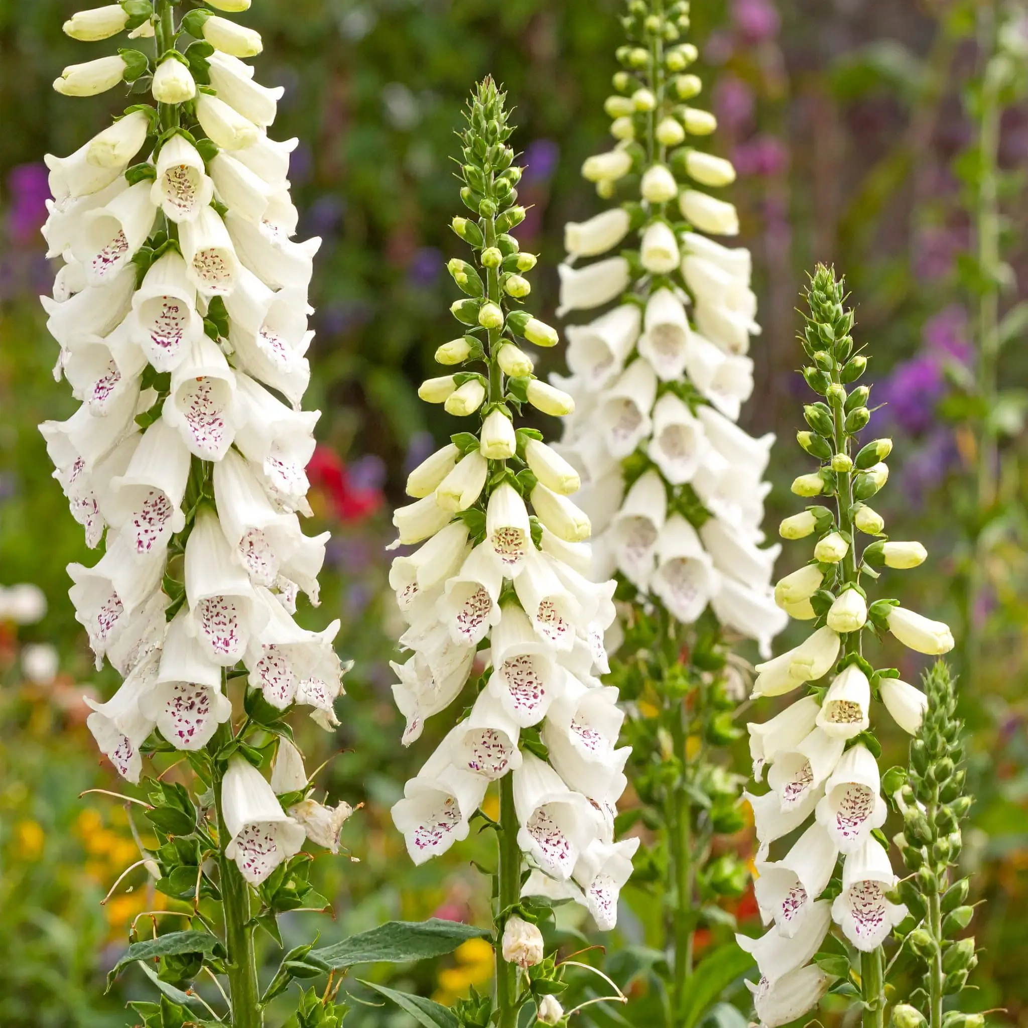 Naparstnica Dottie Cream (Holland Flowers)