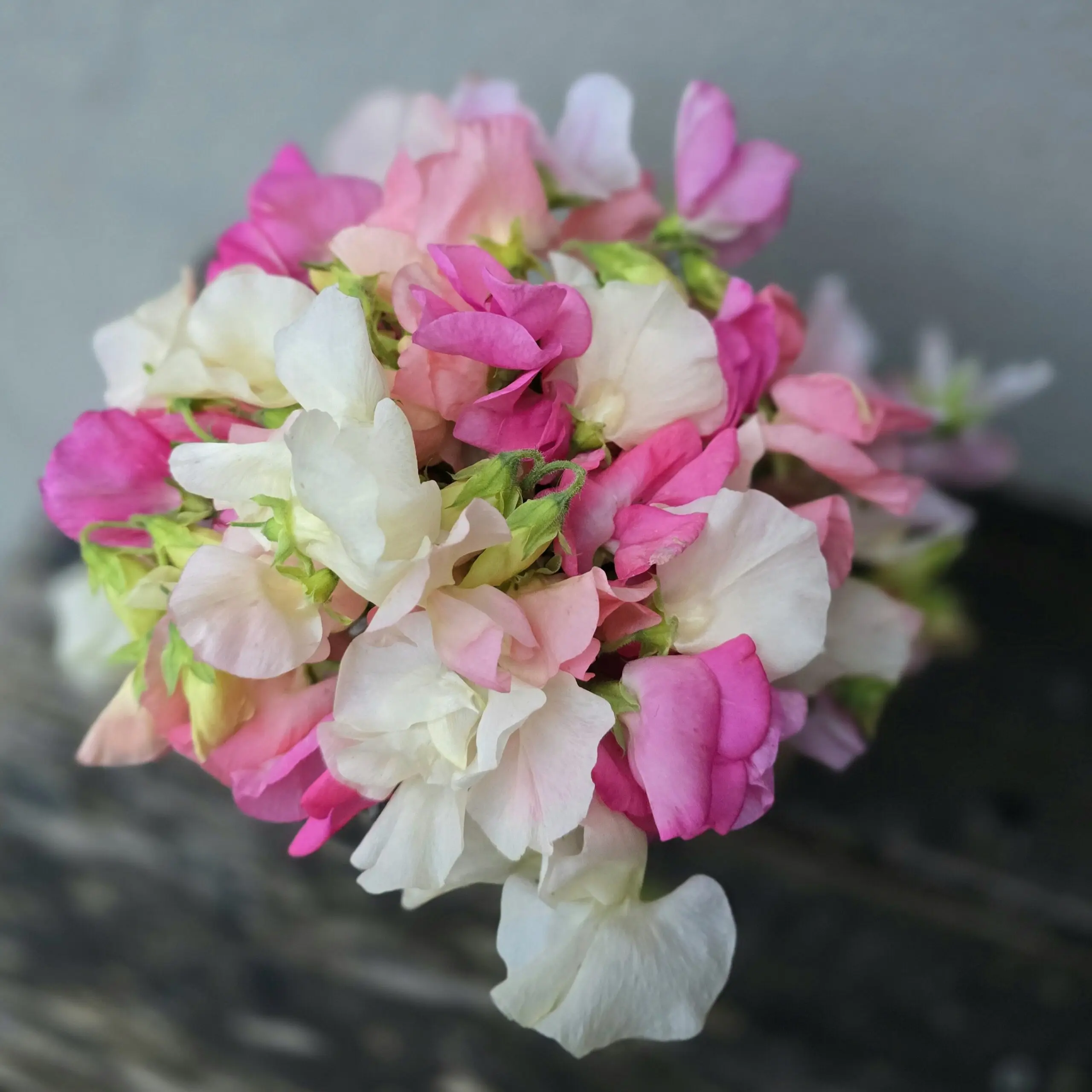 Groszek pachnący Cotton Rose Mix (Holland Flowers) - obrazek 3