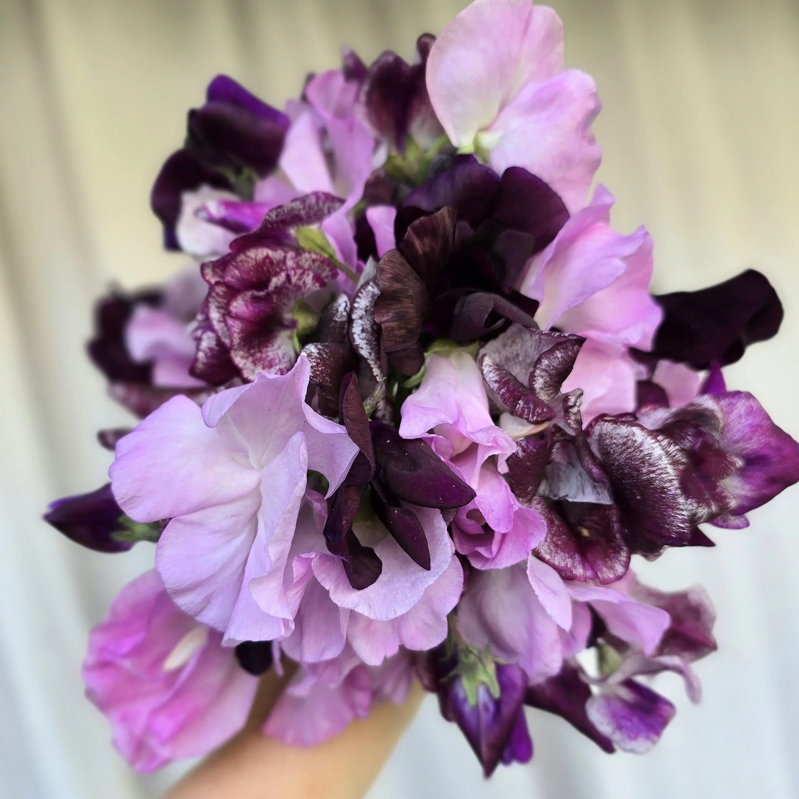 Groszek pachnący Soft Burgundy Mix (Holland Flowers)